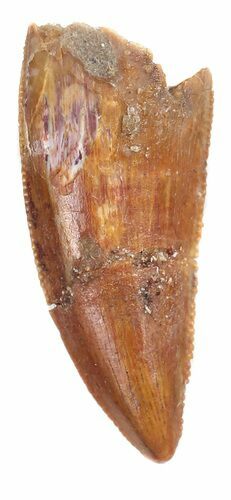 Serrated, Raptor Tooth - Morocco #54962